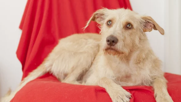 &Auml;lterer Hund - &copy; Foto: Monique W&uuml;stenhagen/dpa-tmn