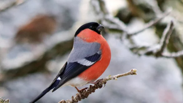 Der Gimpel (Foto), aber auch Rotkehlchen, Buntspecht, und Buchfink sind auch in Westlippe gern gesehene G&auml;ste in G&auml;rten und an Futterh&auml;uschen. - &copy; Martin D&uuml;sterberg