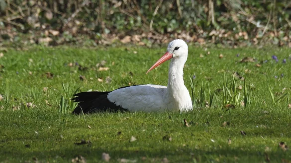 „Frau Meier“ auf ihrer Wiese auf dem Johannisberg. - © Ingrid Ohm