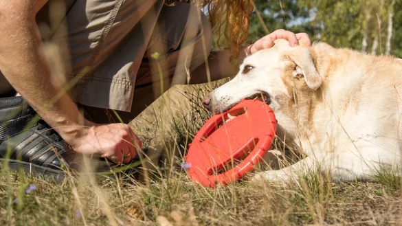 Hund mit Spielzeug - &copy; Foto: Christin Klose/dpa-tmn