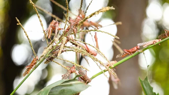 Heuschrecken-Plage - &copy; Foto: Joseph Ochieng/Welthungerhilfe/dpa