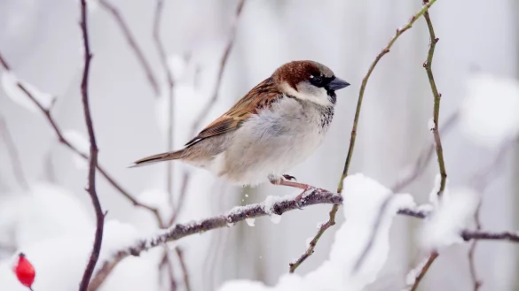 Spatz im Winter - &copy; Foto: picture alliance / Julian Stratenschulte/dpa