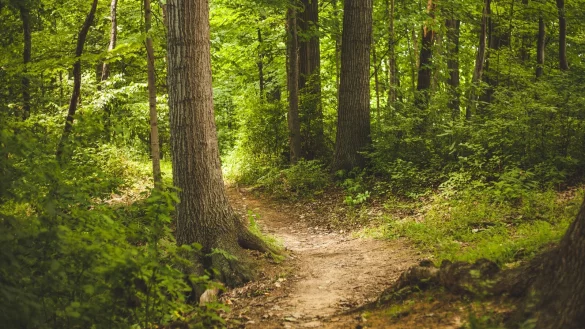 Bei hohen Temperaturen bietet der Wald Abkühlung. - © Pixabay