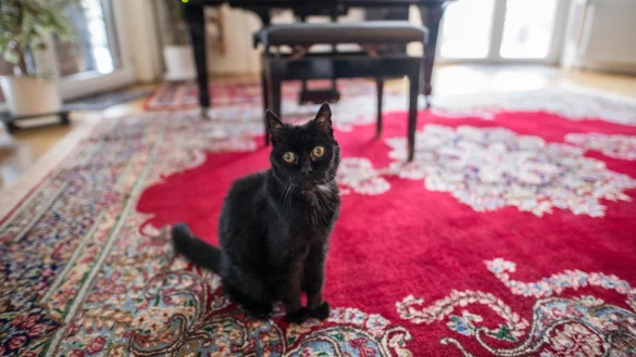 Alte Katze - &copy; Foto: Daniel Reinhardt