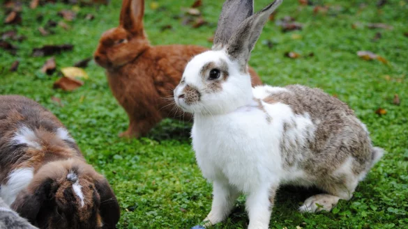 Freiluftsaison startet - &copy; Foto: Jennifer Jahns