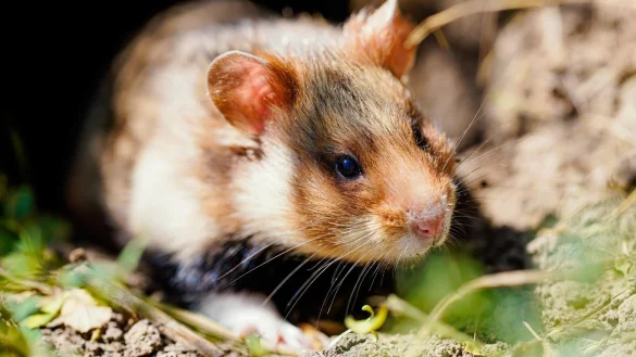 Feldhamster - &copy; Foto: Uwe Anspach/dpa