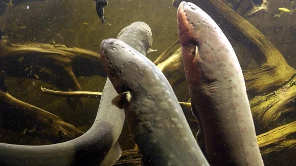 Zitteraale - &copy; Foto: Katja Theilen/Archiv