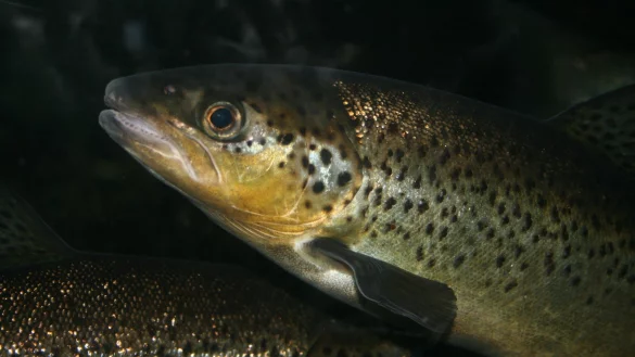 Hunderte Forellen sind aus einer Teichanlage an der Pyrmonter Stra&szlig;e gestohlen worden. - &copy; Symbolbild: Pixabay