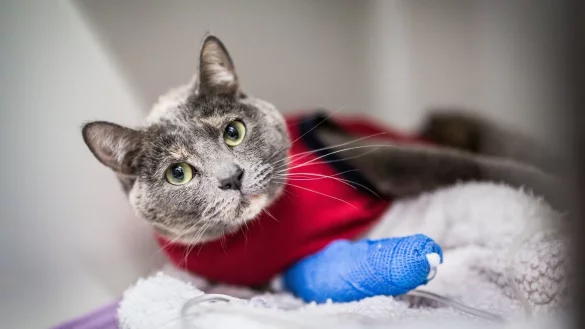 Eingeklemmte Pfote - &copy; Foto: Frank Rupenhorst