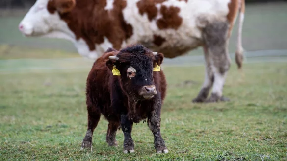 Mini-Stier Napoleon auf Gnadenhof in W&ouml;rth - &copy; Foto: Sven Hoppe/dpa