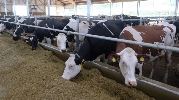 Milchk&uuml;he im Stall - &copy; Foto: Sebastian Willnow/dpa-Zentralbild/dpa