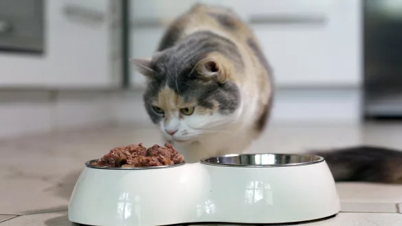 Katzenfutter - &copy; Foto: Ina Fassbender/dpa-tmn