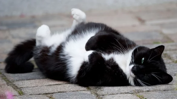 Diabetes beim Haustier: So messen Sie Blutzucker mit Katzenstreu - &copy; Foto: Klaus-Dietmar Gabbert/dpa-tmn