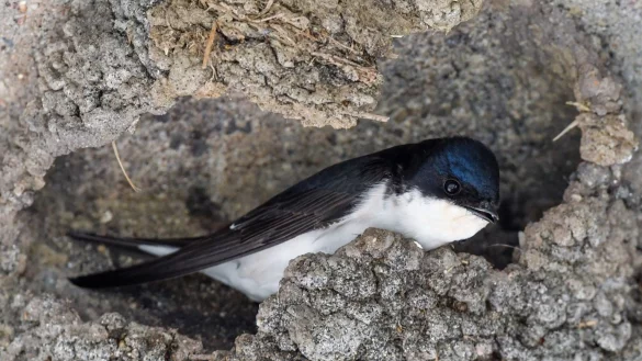 Mehlschwalbe - &copy; Foto: Patrick Pleul/dpa-Zentralbild/dpa