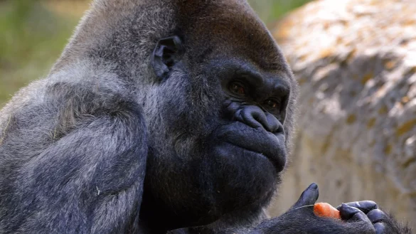 Gorilla Ozzie - &copy; Foto: Erik S. Lesser/EPA/dpa