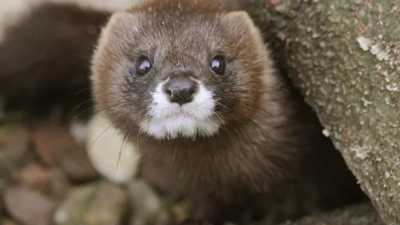 Ansteckung von Nerz auf Mensch - &copy; Foto: Holger Hollemann/dpa