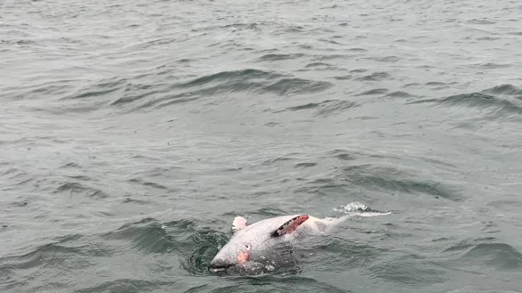 Toter Schweinswal - &copy; Foto: Matthias Meinsen/NABU Schleswig-Holstein/dpa