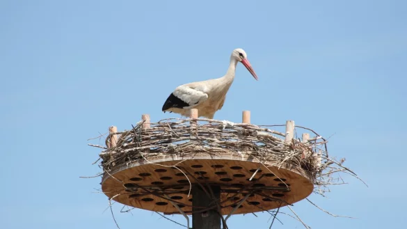 Seltener Anblick: Zum ersten Mal br&uuml;htet ein Paar Wei&szlig;st&ouml;rche an der Bega in H&ouml;lsen. Das Storchennest ist von der Begabr&uuml;cke und der Sylbacher Stra&szlig;e gut zu sehen. - &copy; Heidi Stork