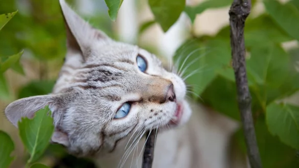Vergiftung Insektenspray Katze Haustiere - &copy; Foto: Silvia Marks/dpa-tmn