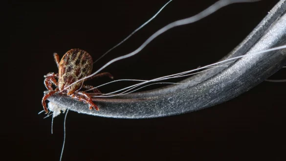 Zecke mit Pinzette entfernen - &copy; Foto: Patrick Pleul/dpa-Zentralbild/dpa-tmn