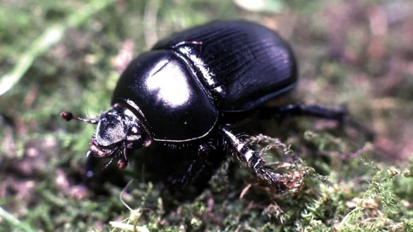Rossmistk&auml;fer - &copy; Foto: F.Rahn/dpa