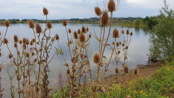 Natur am Kiessee: Der Kreis m&ouml;chte die Abgrabungsfl&auml;chen in den Varenholzer Weserauen zum Naturschutzgebiet machen. - &copy; Kreis Lippe