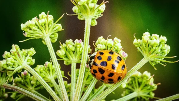 Marienk&auml;fer - &copy; Foto: Soeren Stache/dpa
