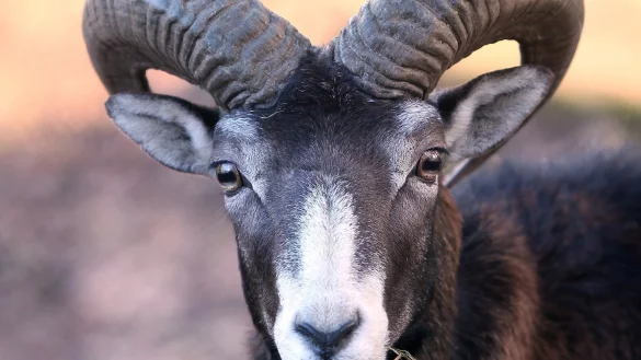 M&auml;chtige H&ouml;rner: Mit diesen sorgen die Mufflons f&uuml;r Sch&auml;den im Wald. - &copy; Frank-Michael Kiel-Steinkamp