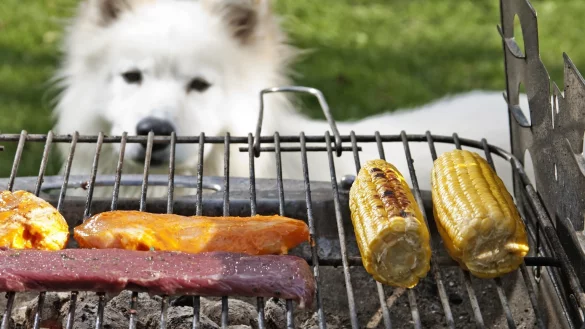 Hund am Grill - &copy; Foto: Monique W&uuml;stenhagen
