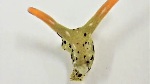 &laquo;Elysia cf. marginata&raquo; - &copy; Foto: Sayaka Mitoh/-/dpa