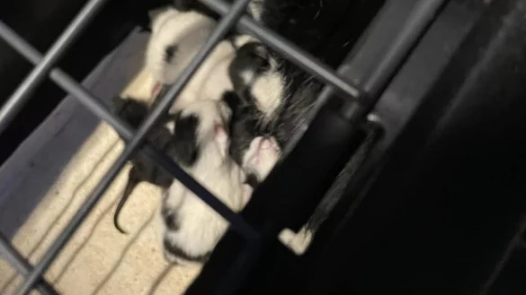 Tierrettung in Bielefeld. - &copy; Tierschutzverein Bielefeld