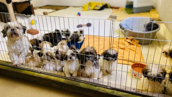 Eine echt süße Welpenschwemme. - © Tierschutzverein Bielefeld