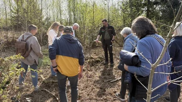 Förster Alexander von Leffern erklärt, wie Rehböcke sich an heranwachsenden Jungbäumen "schubbern" und den Nachwuchs der klimastabilen Pflanzen gefährden. - © Jan Schillmann