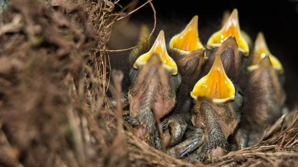 Rotkehlchen-K&uuml;ken - &copy; Foto: picture alliance / Silas Stein/dpa
