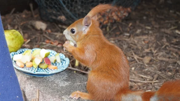 &bdquo;Hazel" liebt Birnen. Mehr als ein Jahr hat der kleine Nager in der Schl&auml;nger P&auml;ppelstation verbracht. Nun steht seine Auswilderung kurz bevor.&nbsp; - &copy; Michaela Wei&szlig;e(LZ)