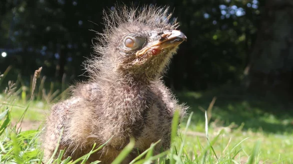 Nachwuchs - &copy; Foto: Wolfgang Runge