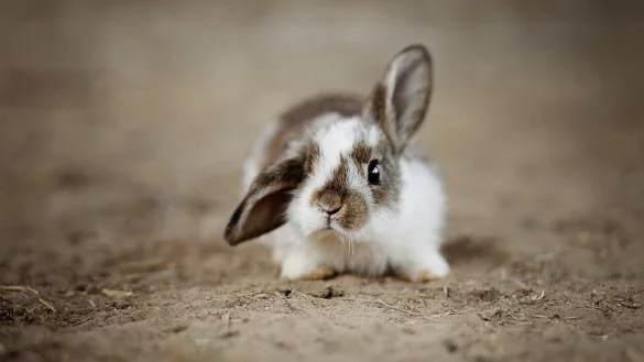 Die Kaninchenhaltung im Gartenschaupark wurde zuletzt massiv von Tiersch&uuml;tzern kritisiert. - &copy; Pixabay