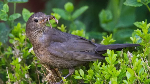 Um V&ouml;gel wie die Amsel im Fr&uuml;hling und Sommer zu sch&uuml;tzen, sollten Hecken erst ab Ende Juli geschnitten werden. - &copy; Julian Stratenschulte/dpa/dpa-tmn
