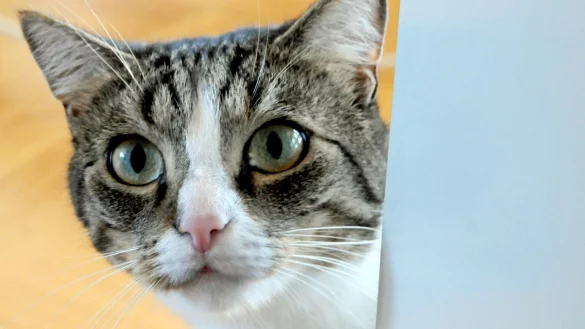 Kopf einer Katze - &copy; Foto: Horst Ossinger/dpa