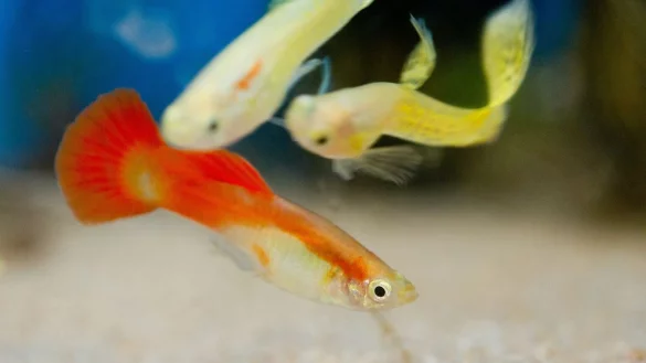 Fische zur&uuml;ck ins Haus - &copy; Foto: Franziska Gabbert/dpa-tmn