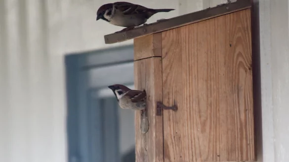 Nistkasten - &copy; Foto: Carsten Rehder/dpa