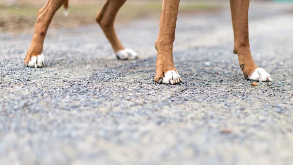 Hundepfoten - © Foto: Sebastian Gollnow/dpa