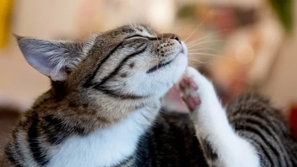 Zeckenschutz f&uuml;r Katzen - &copy; Foto: Franziska Gabbert/dpa-tmn