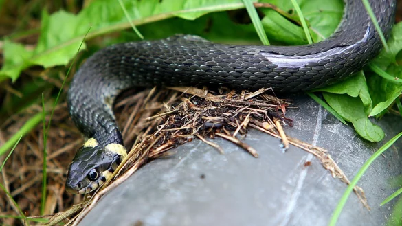 Ringelnatter - &copy; Foto: Arno Burgi