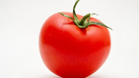 Tomate - &copy; Foto: Franziska Gabbert