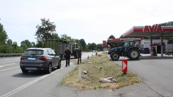 Ferkel liegen an der B252 im Graben. - &copy; Polizei H&ouml;xter
