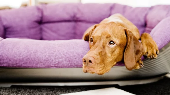 Hund hat Angst - &copy; Foto: Monique W&uuml;stenhagen