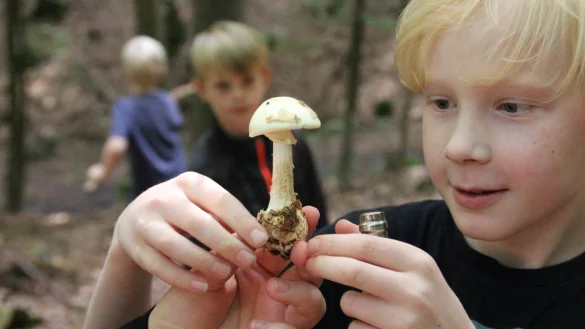 Gefährliche Faszination: Immer wieder werden auch in OWL Knollenblätterpilze für Champignons gehalten und gegessen. Die Folgen sind verheerend. In diesem August gibt es besonders viele von ihnen in den Wäldern. - © Anna-Lena Ryczek