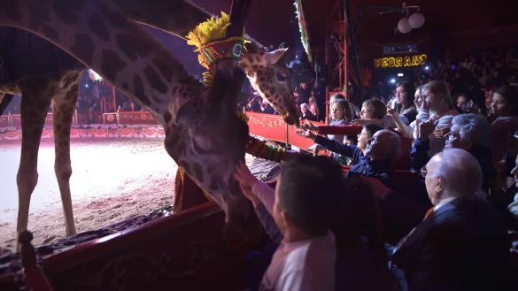 Umstritten: Giraffen und andere wilde Tiere im Zirkus. - &copy; picture alliance