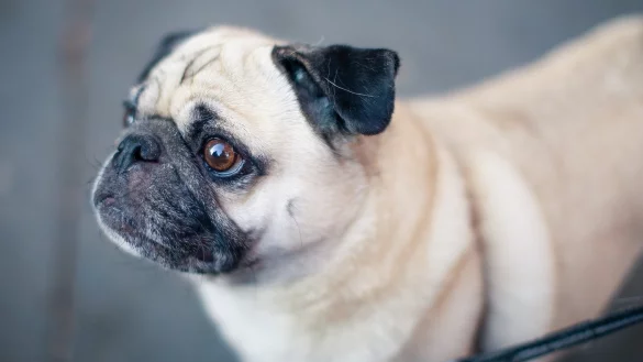 Die Z&uuml;chtung kurznasiger M&ouml;pse ist beispielsweise in den Niederlanden l&auml;ngst verboten. - &copy; Symbolbild: pixabay